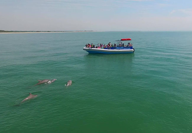 Blue Wave Adventures dolphin tour