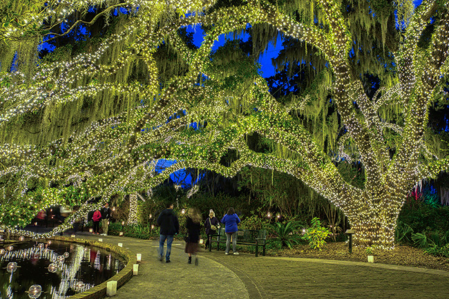 Nights of a Thousand Candles oak with lights