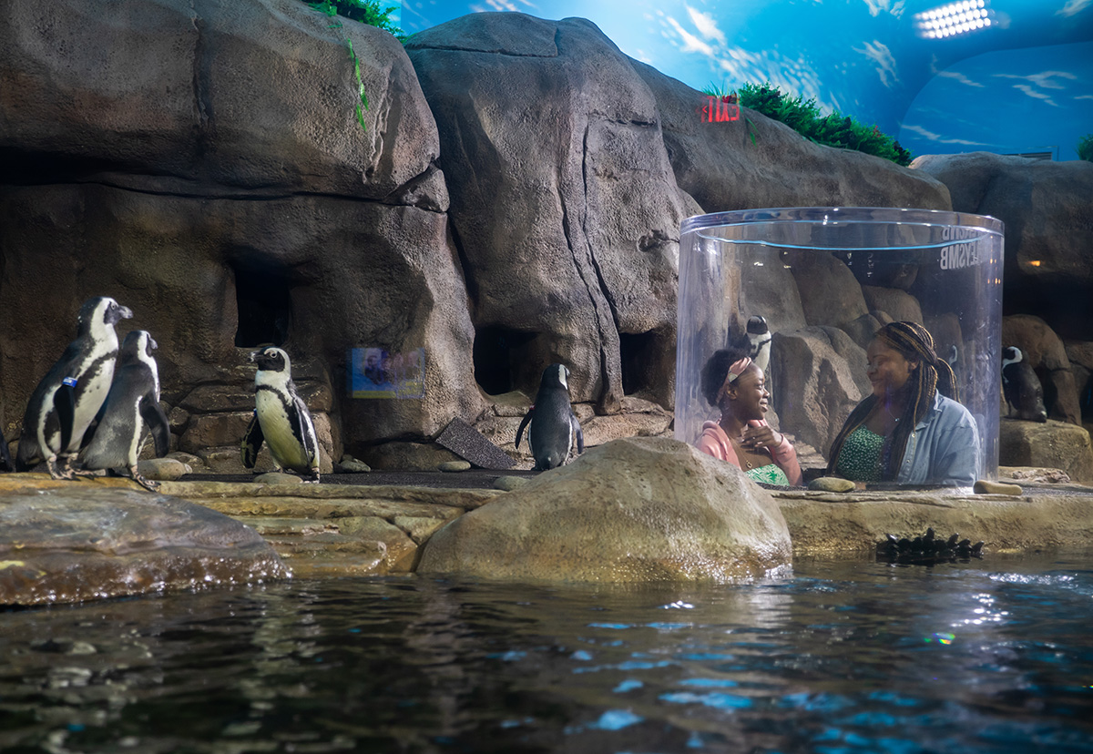 Ripley's Aquarium Myrtle Beach Penguins