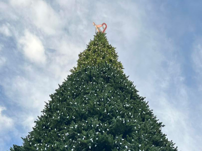 Christmas tree in daytime before lights are lit