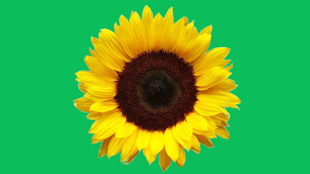 Myrtle Beach International Sunflower Lanyard Program