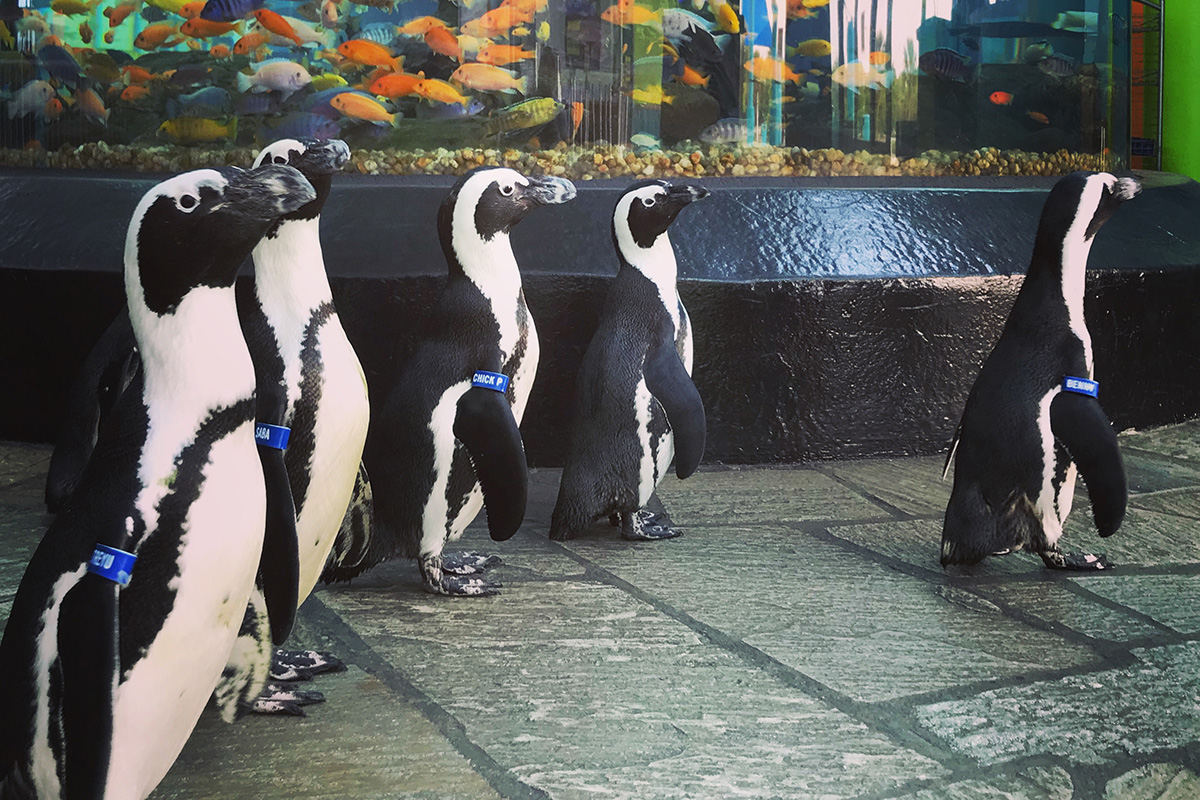 Ripley's Aquarium 5 penguins in front of large fish tank