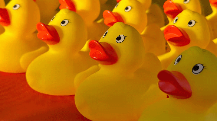 ducks