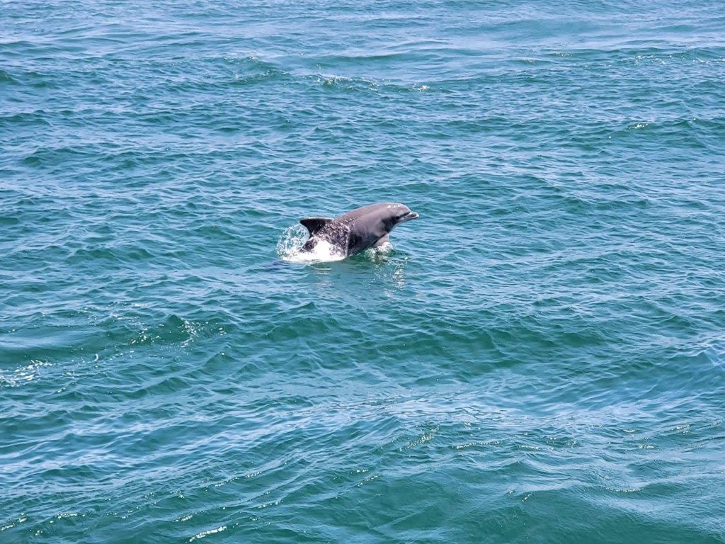 Dolphin Cruises Dolphin Cruises