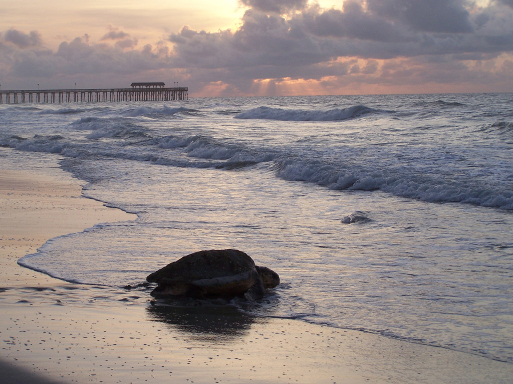 Loggerhead Turtle