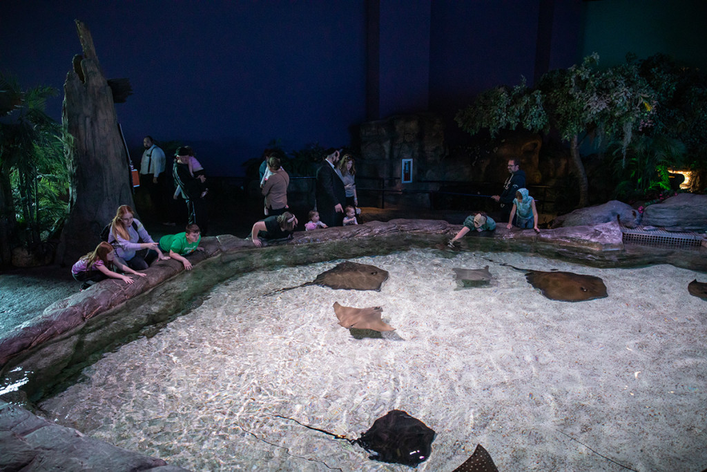 Ripley's Aquarium Myrtle Beach Stingray Bay