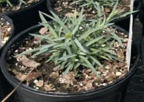 Spring Plant Sale at Brookgreen Gardens