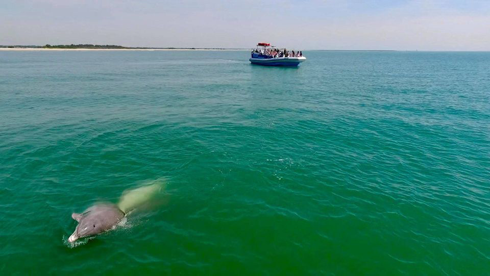 Blue Wave Adventures Dolphin Watch Tour