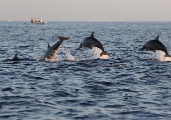Voyager Deep Sea Fishing & Dolphin Cruises - $3 Off 1/2 Day; $4 Off Dolphin Cruise Photo