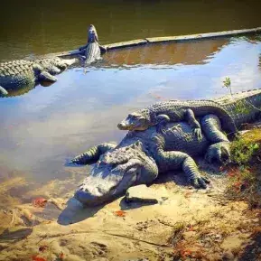 Alligators sunning