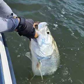 Man holding fish by the mouth over the side of a boat