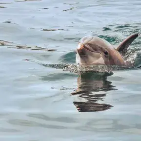 Crazy Sister Dolphin Tours & Cruises Photo 2