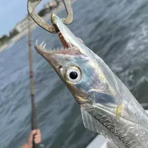 Crazy Sister Marina & Fishing Fleet Photo
