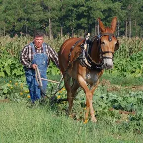 Horry County Museum Photo 2