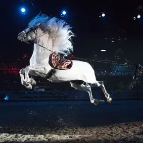 Medieval Times Dinner & Tournament Photo 2