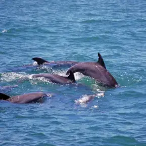 Myrtle Beach Adventures Photo