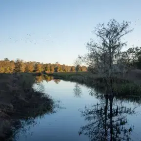 Plantation River Tours and Airboat Rides Photo