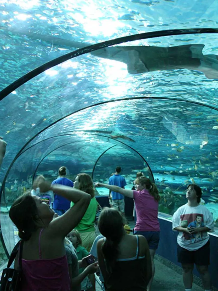 Tunnel in Ripley's Aquarium