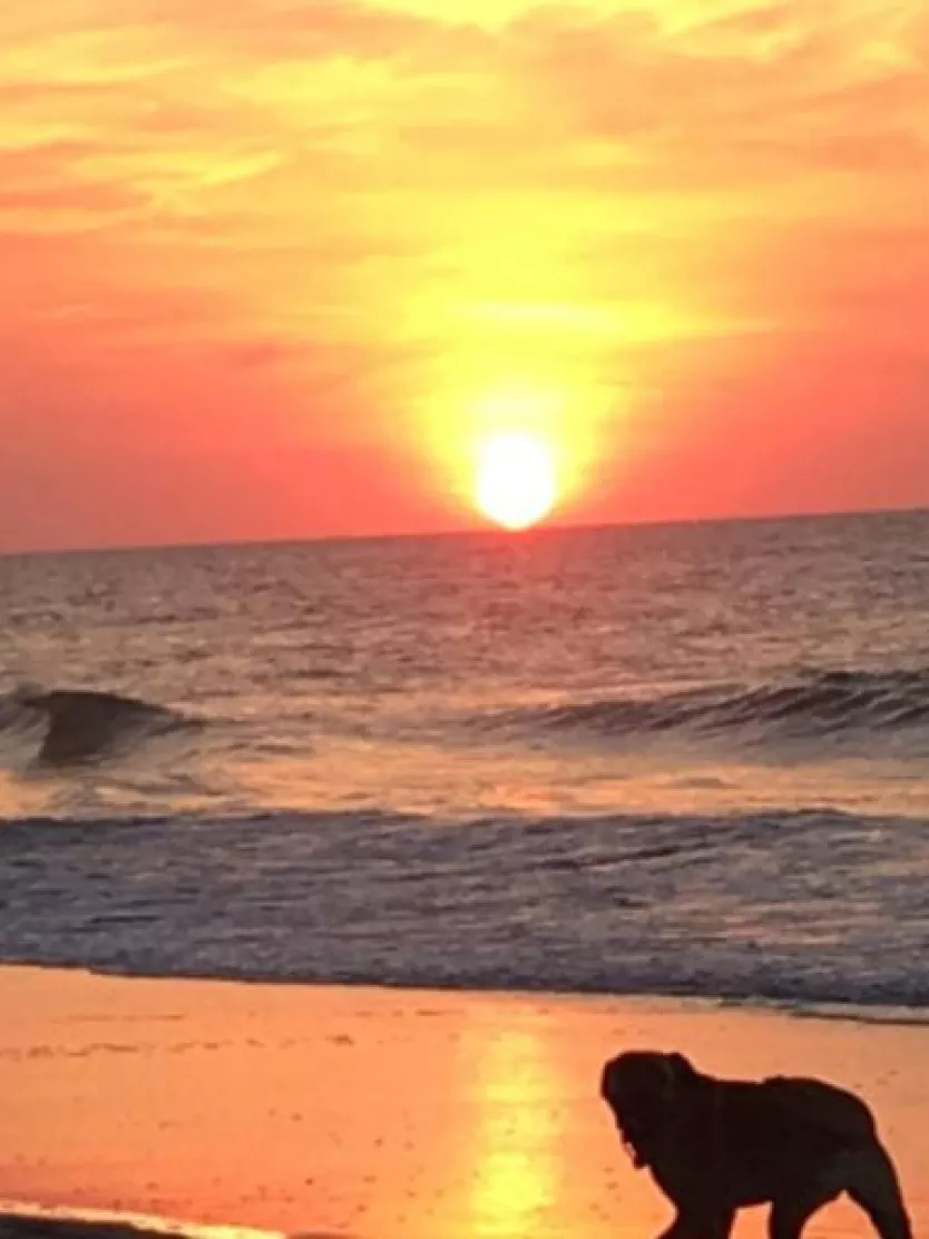 An owner taking his dogs for a walk on the beach.