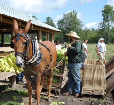 Man with donkey and LW Paul Living History Farm in Conway