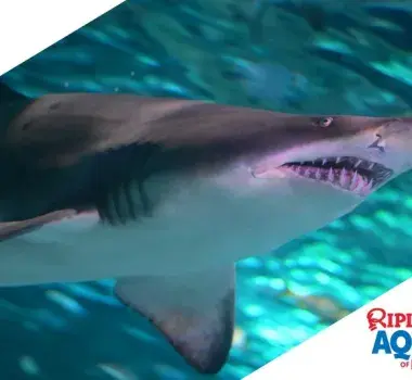ripleys shark