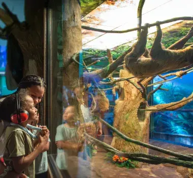 Sensory-Friendly Autism Ripley's Aquarium Sloths