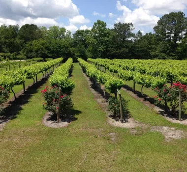 Wide shot of lanes in the vineyard.