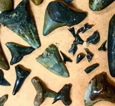 shark teeth