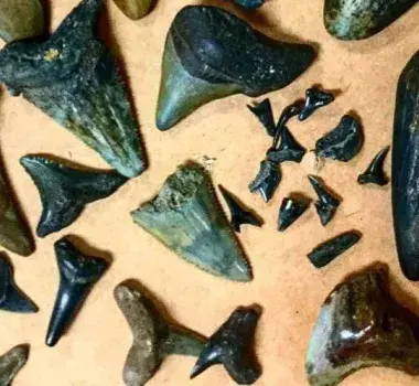 shark teeth