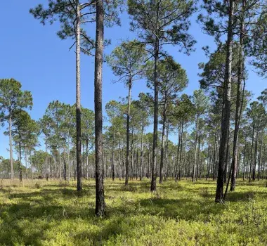 Lewis Bay Heritage Preserve