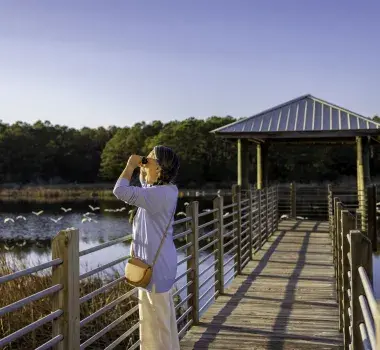 Huntington Beach State Park Widlife
