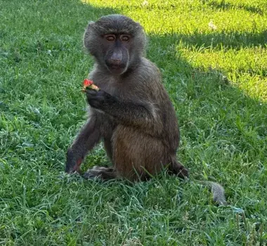 Wild Woods Farm Conway