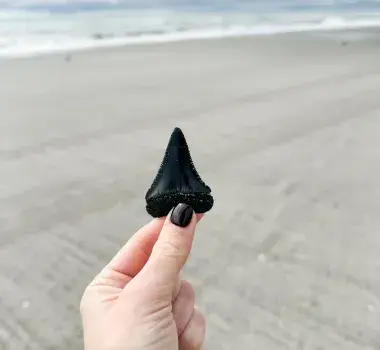 a single shark tooth held up with the beach as the beach drop