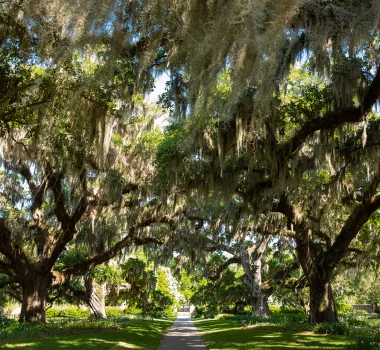 Brookgreen Gardens oaks