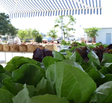 Lettuce at Farmers Market