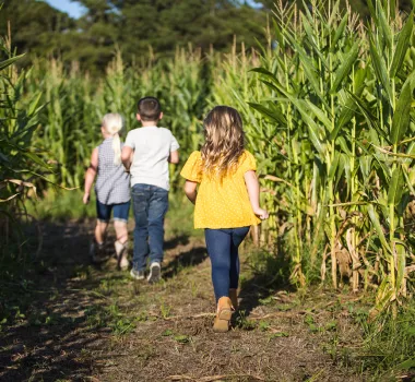 Thompson Farm Corn Maze