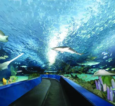 Ripley's Tunnel
