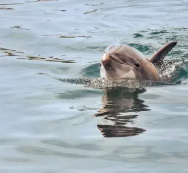 Crazy Sister Boat Tours &amp; Dolphin Cruises Photo