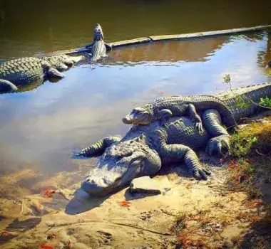 Alligator Adventure Photo 2
