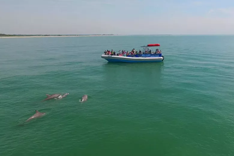 Blue Wave Adventures dolphin tour