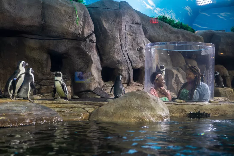 Ripley's Aquarium Myrtle Beach Penguins
