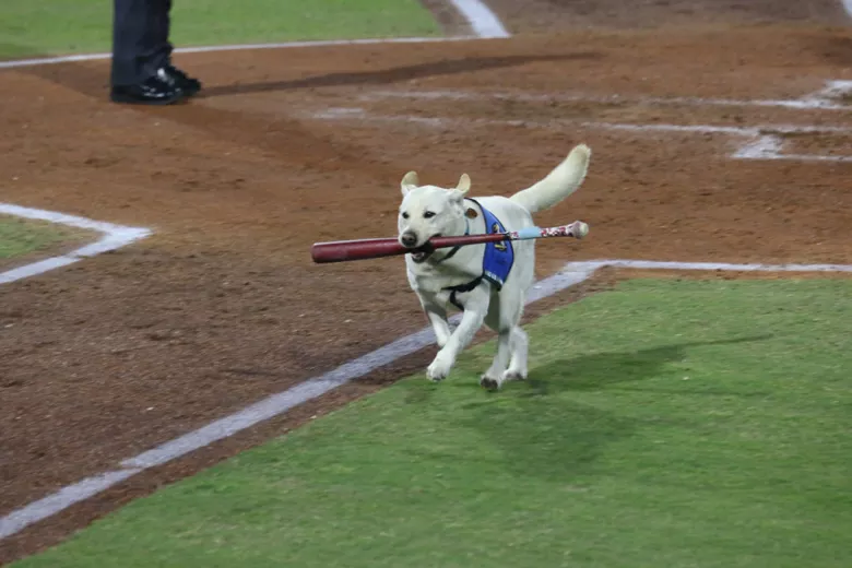 Pelicans Bat dog
