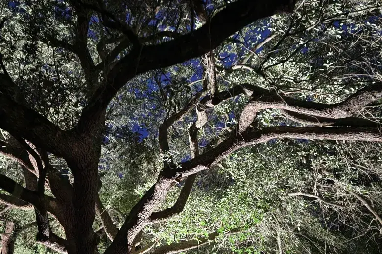 South Carolina Ghosts & Legends Vol. II Photo
