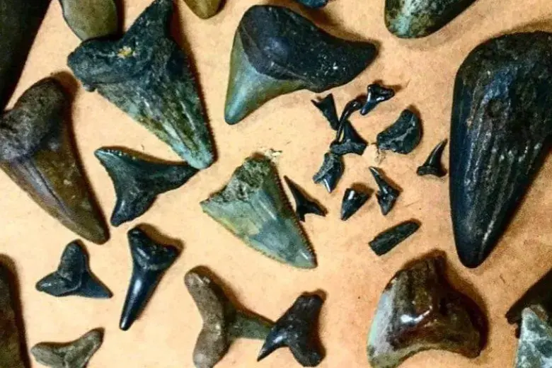 “Horry County Museum Fossil and Shell Show July 12, 2025” Photo