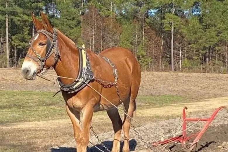 Free Children’s Program at the L.W. Paul Living History Farm - The Barn Owl Photo