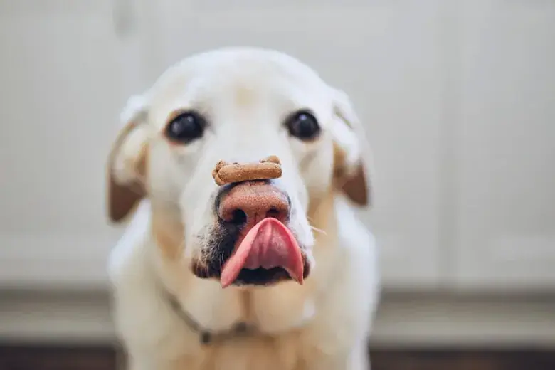 Dee's Barkery Photo