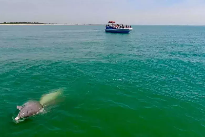 Blue Wave Adventures Dolphin Watch Tour Photo