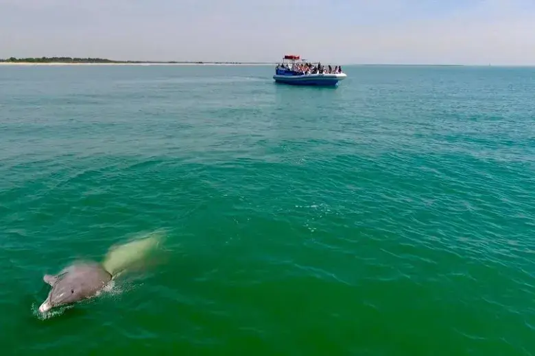 Blue Wave Adventures Dolphin Watch Tour Photo