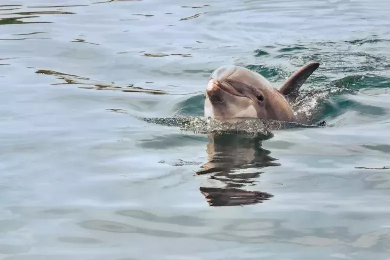 Crazy Sister Dolphin Tours & Cruises Photo 2