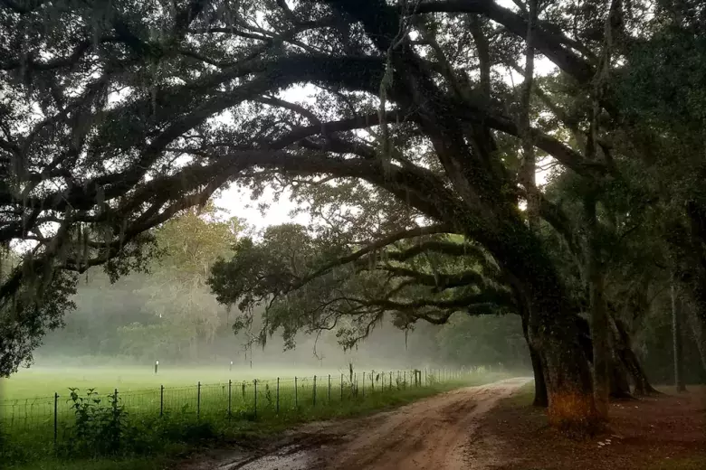Hobcaw Barony Photo 3
